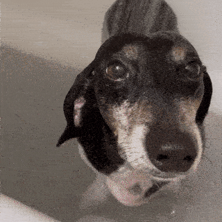 a dachshund is taking a bath in a bathtub