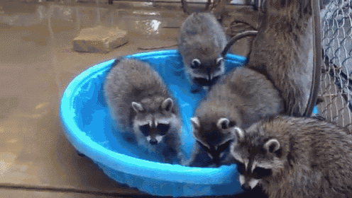 Pool Party! GIF - Fluffy Raccoon Pool GIFs