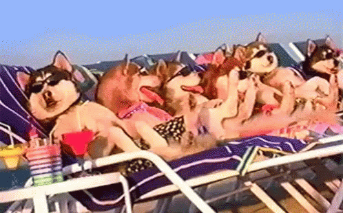 Dogs Chill GIF - Dogs Chill Huskies GIFs