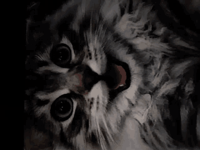 a close up of a cat 's face with its tongue sticking out