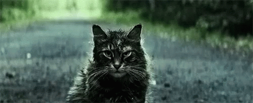 Cat Stare GIF - Cat Stare Serious GIFs