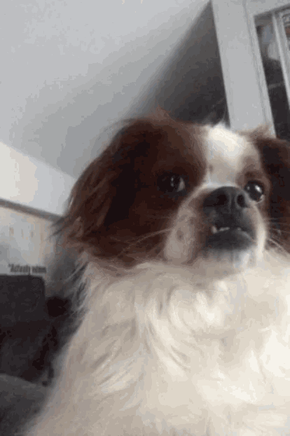 a brown and white dog is looking at the camera with a sign in the background that says " loyalty kills "
