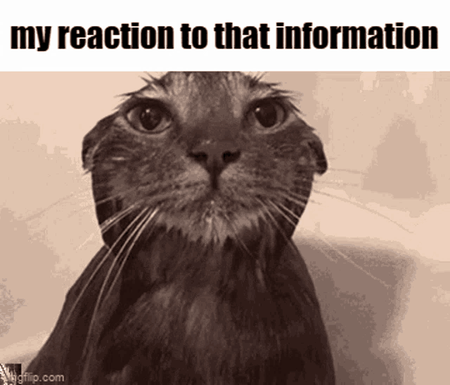 Cat Water My Reaction To That Information GIF - Cat Water My Reaction To That Information GIFs