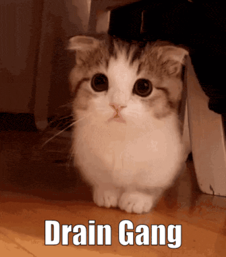 a cat is sitting on the floor with the words drain gang written on the bottom