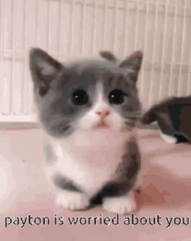 Payton Cat GIF - Payton Cat GIFs