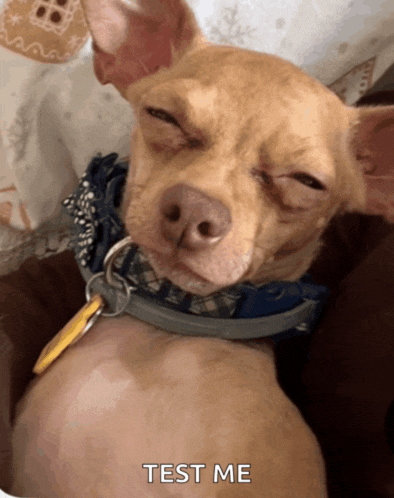 a dog with its eyes closed has the words test me written below it