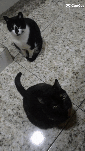 two black and white cats are sitting on a tiled floor with a caption that reads capcut