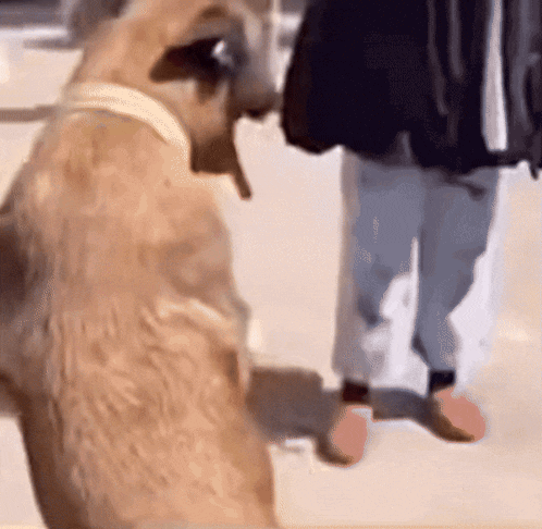 a dog standing in front of a man in a black jacket