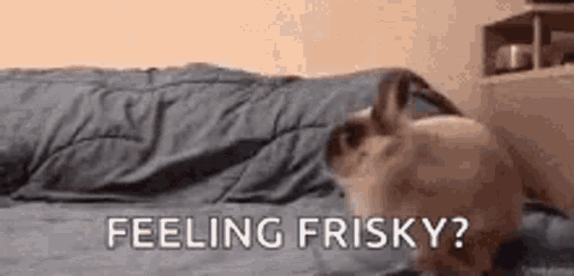 a cat is laying on a bed with the words `` feeling frisky '' written on the bottom .