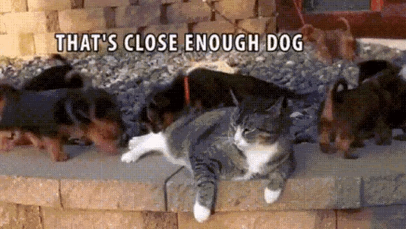 Funny Cat GIF - Funny Cat Pull GIFs