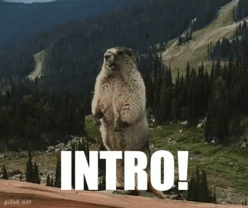 Intro Marmot GIF - Intro Marmot GIFs
