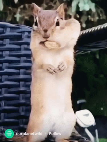 Squirrel Eating GIF - Squirrel Eating GIFs