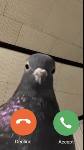 Pigeon Call GIF - Pigeon Call GIFs