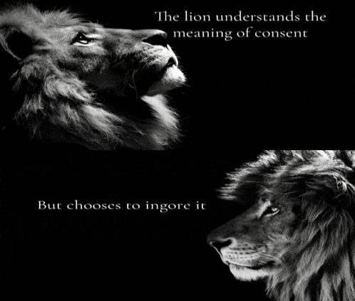 a black and white photo of two lions with the caption the lion understands the meaning of consent but chooses to ignore it