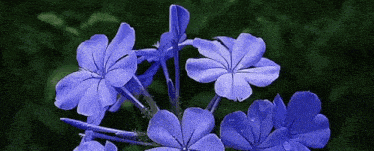 a bunch of purple flowers with water drops on the petals