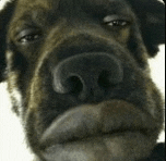 a close up of a dog 's face with a serious look on his face .