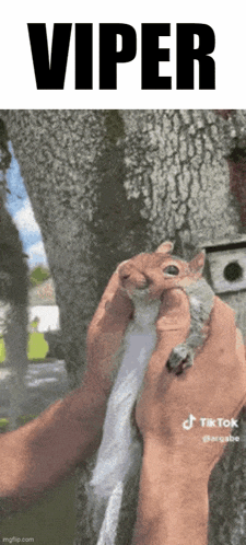 a person is holding a squirrel in their hands and the squirrel is looking at the camera .