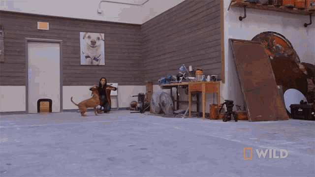 Playing Catch National Geographic GIF - Playing Catch National Geographic Wizard Of Paws GIFs