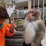 a monkey is standing next to a person holding a stick in their hand .