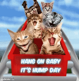 a group of cats are riding a roller coaster with the words hang on baby it 's hump day