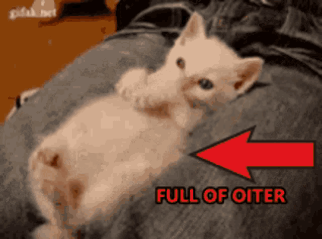 Animals With Captions Dinki My Oiter GIF - Animals With Captions Dinki My Oiter Full Of Oiter GIFs