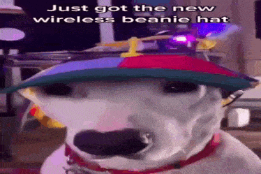 a dog is wearing a hat that says just got the new wireless beanie hat .