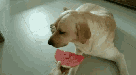 Dog Labrador GIF - Dog Labrador Watermelon GIFs