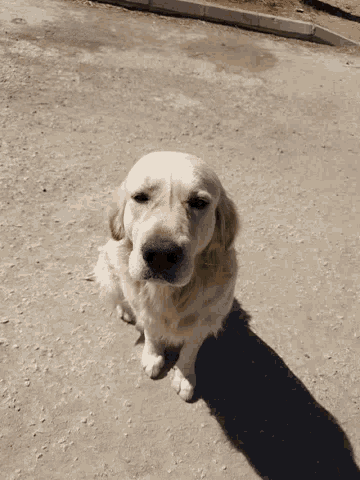 Happy Dog GIF - Happy Dog Golden GIFs
