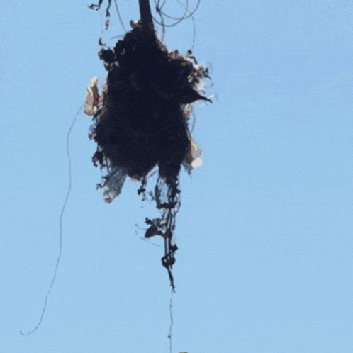 a bird is flying near a nest that is hanging from a tree branch