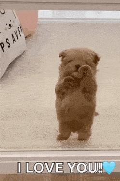 a puppy is standing on its hind legs and holding a stuffed animal in its mouth .