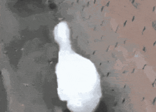 a white duck is walking in front of a gray wall