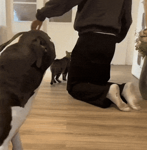 a person is kneeling down with a dog and two cats