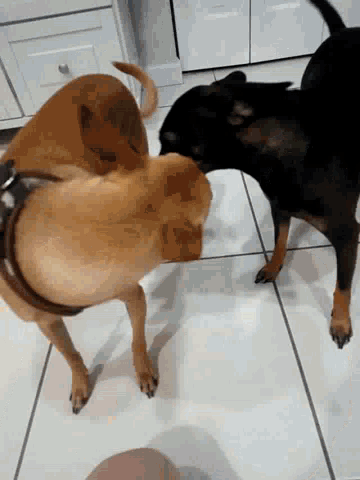 two dogs playing with each other on a tile floor