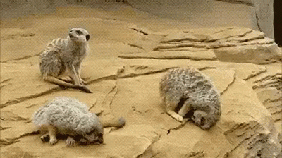 Meerkat Sleepy GIF - Meerkat Sleepy Sleeping Fail GIFs