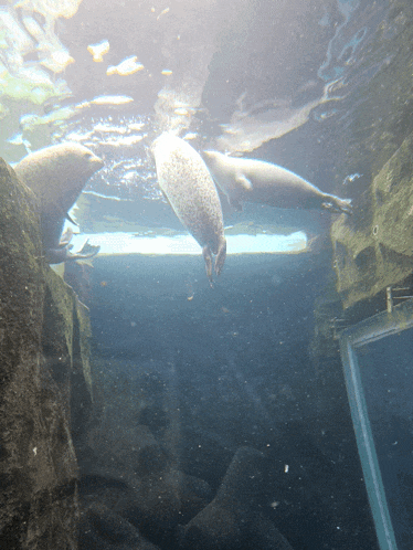 three seals are swimming in a tank with a window in the background