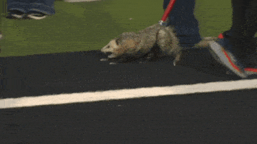 a person is walking an opossum on a leash .