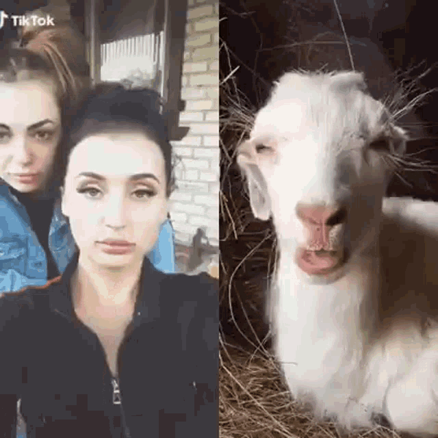 Goat Chewing GIF - Goat Chewing Make Face GIFs