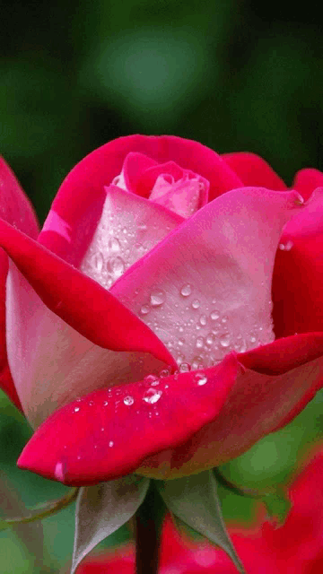 a red rose with water drops on the petals