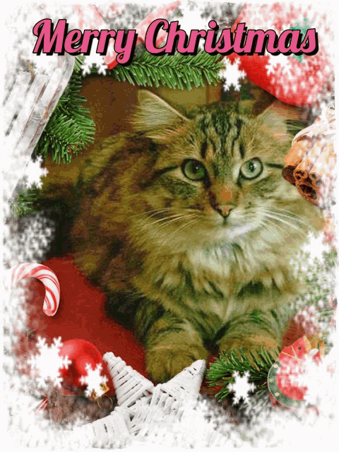 a christmas card with a cat and the words merry christmas on it