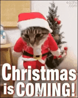 a cat dressed in a santa suit is sitting in front of a christmas tree .