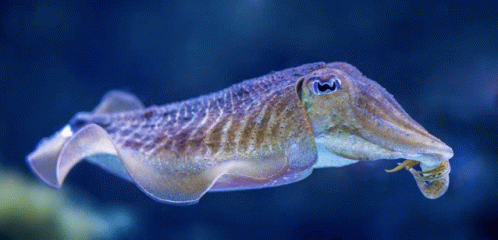 Cuttlefish GIF - Cuttlefish GIFs