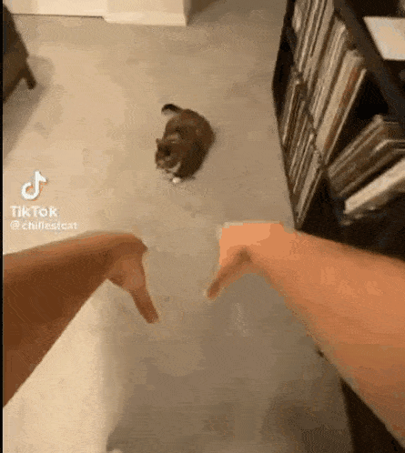 a person is holding a cat 's paw in a living room .
