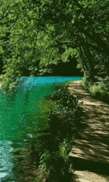 a wooden path leading to a lake surrounded by greenery