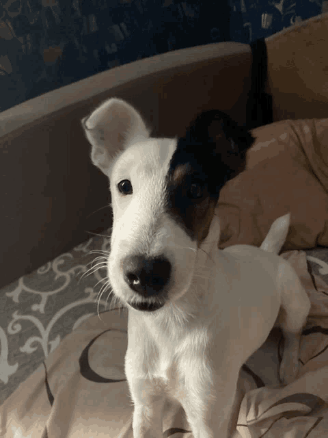 a small white dog with a black spot on its nose looks at the camera