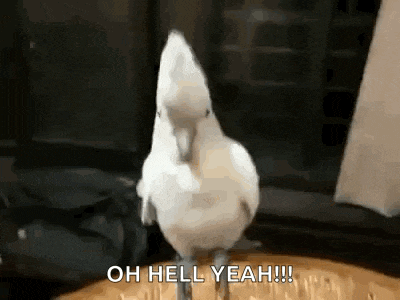 a white cockatoo is standing on its hind legs on a wooden floor .