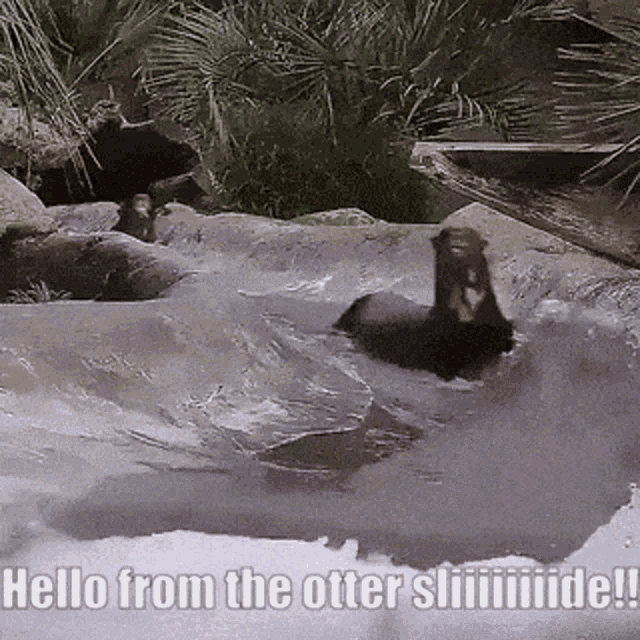 Otter Slide GIF - Otter Slide Hello GIFs