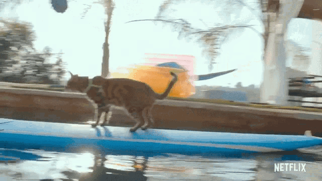 a cat is walking on a surfboard in the water with a netflix logo in the corner