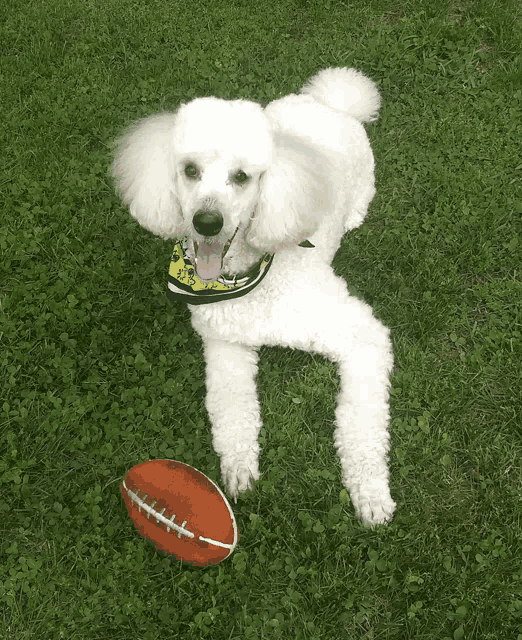 a white poodle is laying in the grass with a football in front of it