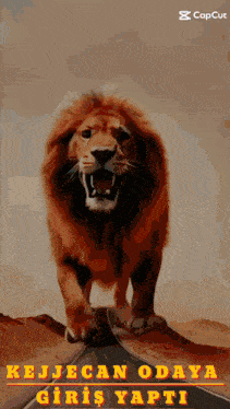 a picture of a lion with the caption " kejecan odaya "