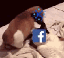 a dog is laying on a bed with a facebook icon on it